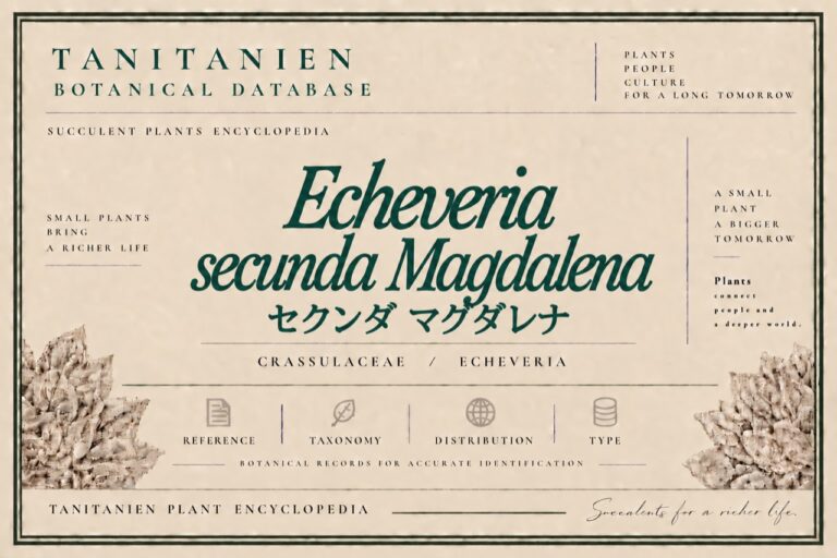セクンダ マグダレナ（Echeveria secunda Magdalena）｜tanitanien植物図鑑