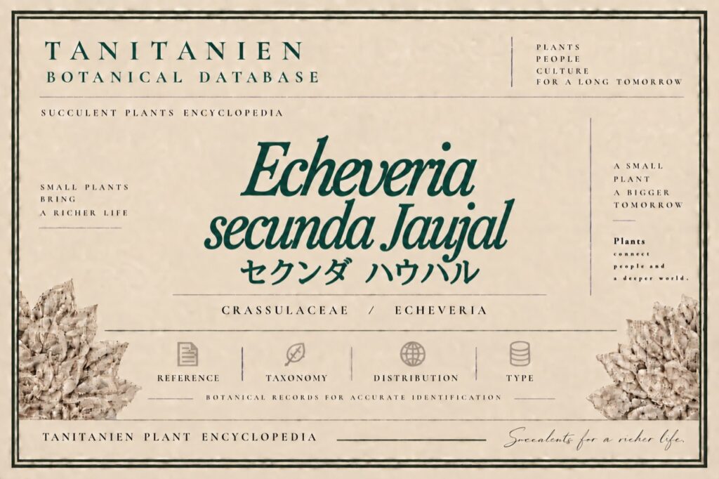 セクンダ ハウハル（Echeveria secunda Jaujal）｜tanitanien植物図鑑