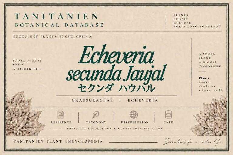 セクンダ ハウハル（Echeveria secunda Jaujal）｜tanitanien植物図鑑