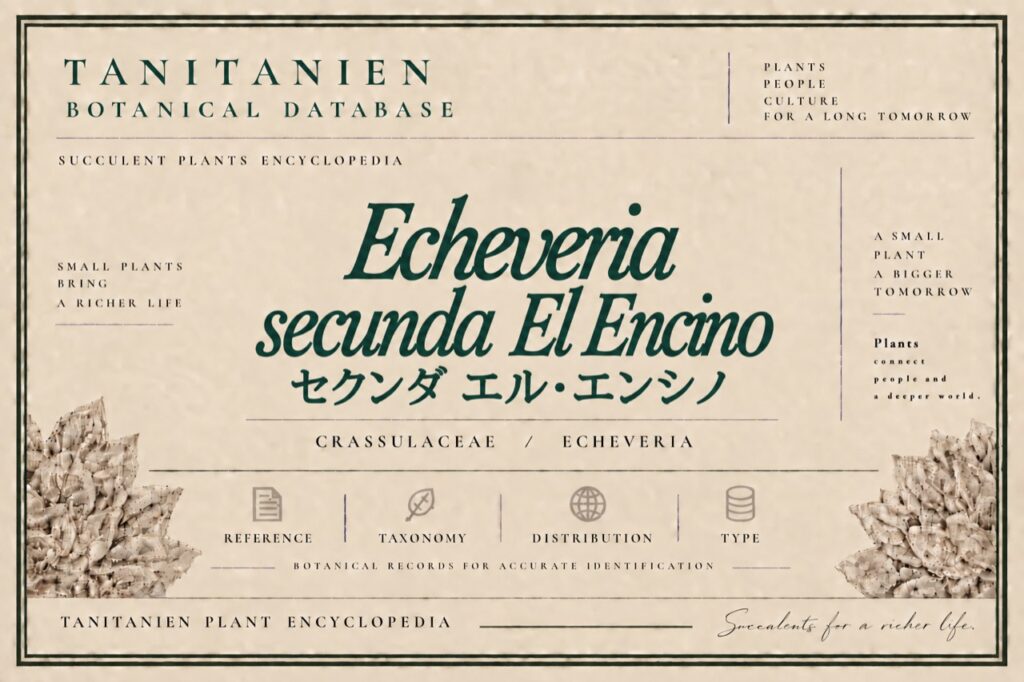 セクンダ エル・エンシノ（Echeveria secunda El Encino Hidalgo）｜tanitanien植物図鑑