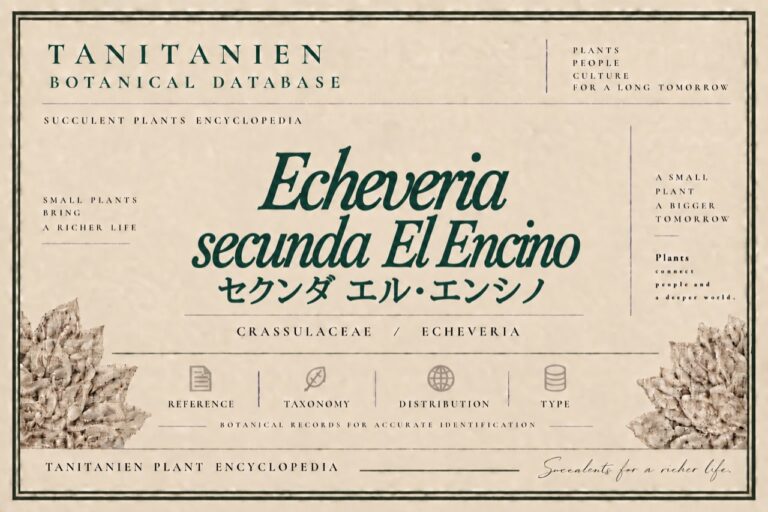セクンダ エル・エンシノ（Echeveria secunda El Encino Hidalgo）｜tanitanien植物図鑑