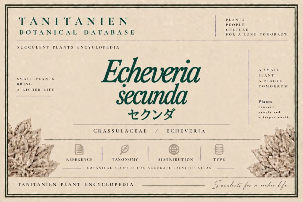セクンダ（Echeveria secunda Booth ex Lindl.）｜tanitanien植物図鑑