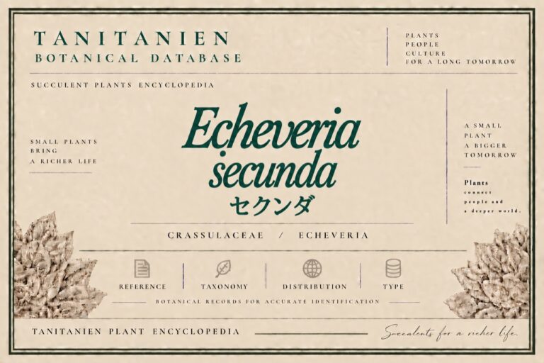 セクンダ（Echeveria secunda Booth ex Lindl.）｜tanitanien植物図鑑