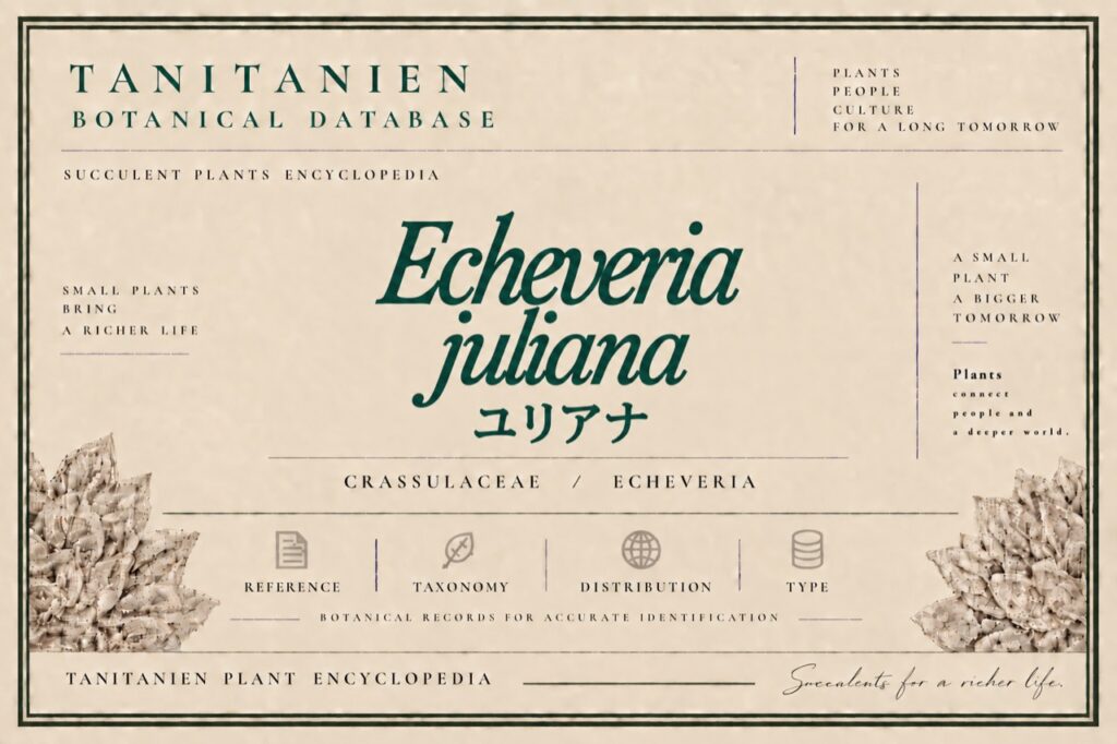 ユリアナ（Echeveria juliana J.Reyes, O.González & Kristen）｜tanitanien植物図鑑