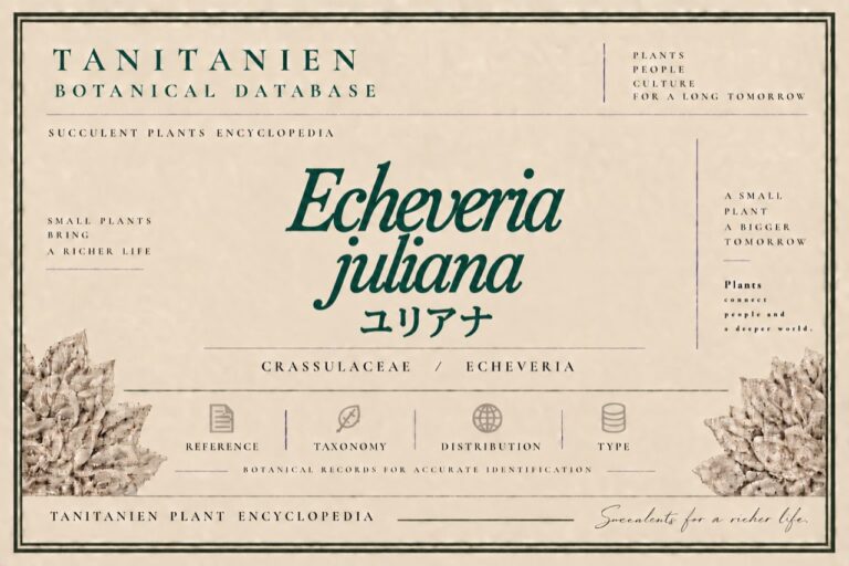 ユリアナ（Echeveria juliana J.Reyes, O.González & Kristen）｜tanitanien植物図鑑