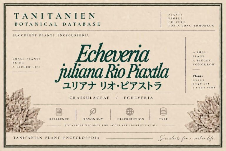 ユリアナ リオ・ピアストラ（Echeveria juliana Rio Piaxtla）｜tanitanien植物図鑑
