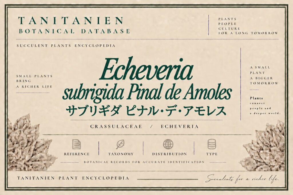 サブリギダ ピナル・デ・アモレス（Echeveria subrigida Pinal de Amoles）｜tanitanien植物図鑑