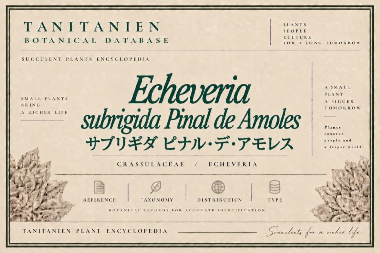 サブリギダ ピナル・デ・アモレス（Echeveria subrigida Pinal de Amoles）｜tanitanien植物図鑑