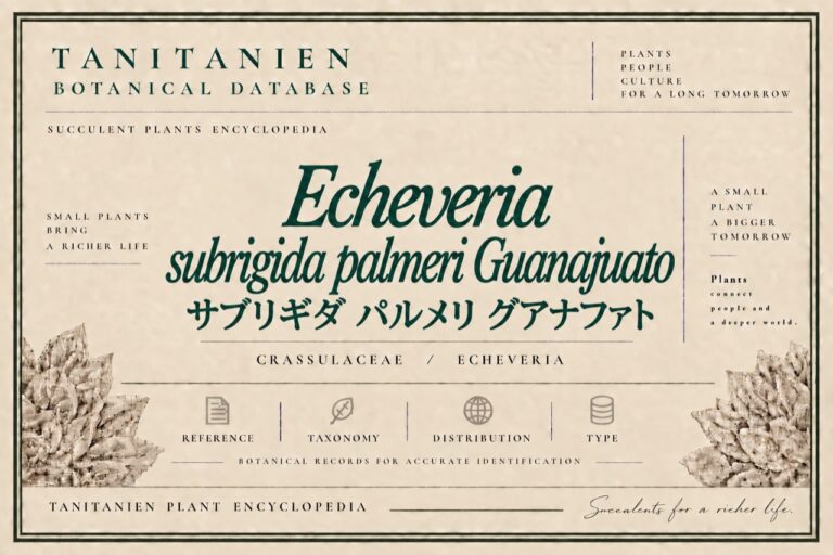 サブリギダ パルメリ グアナファト（Echeveria subrigida Palmeri Guanajato）｜tanitanien植物図鑑