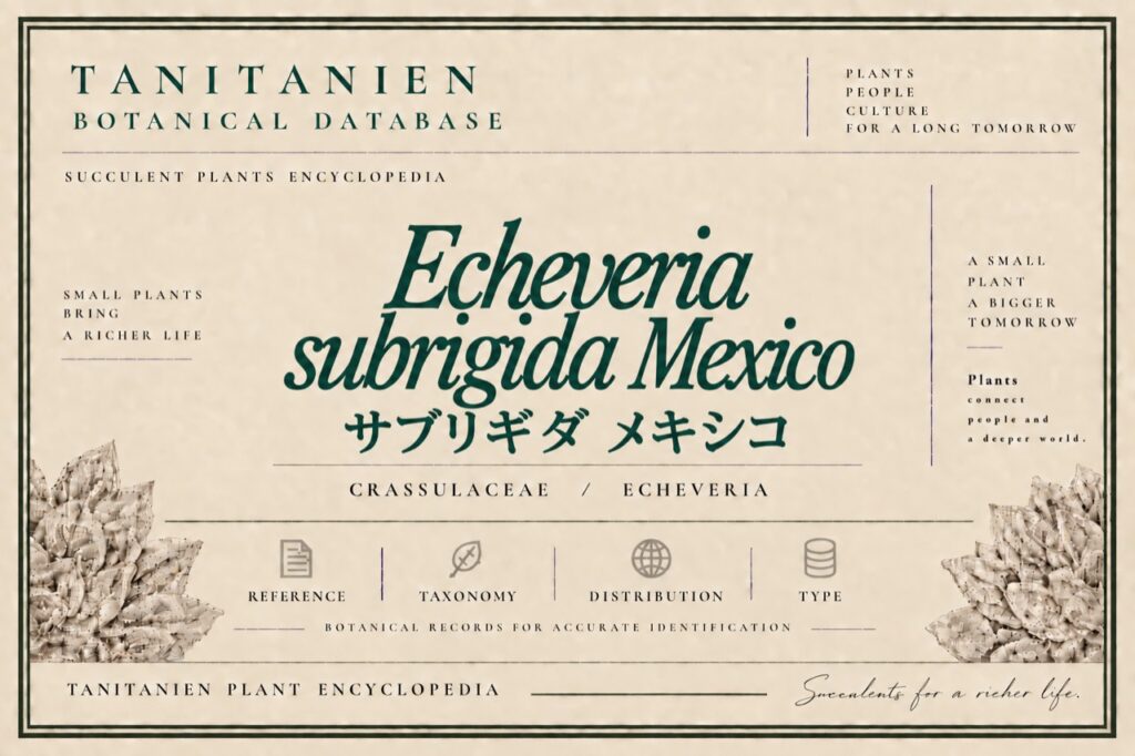 サブリギダ メキシコ（Echeveria subrigida Mexico）｜tanitanien植物図鑑