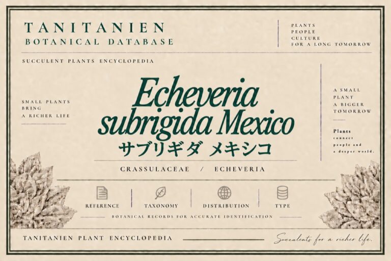 サブリギダ メキシコ（Echeveria subrigida Mexico）｜tanitanien植物図鑑