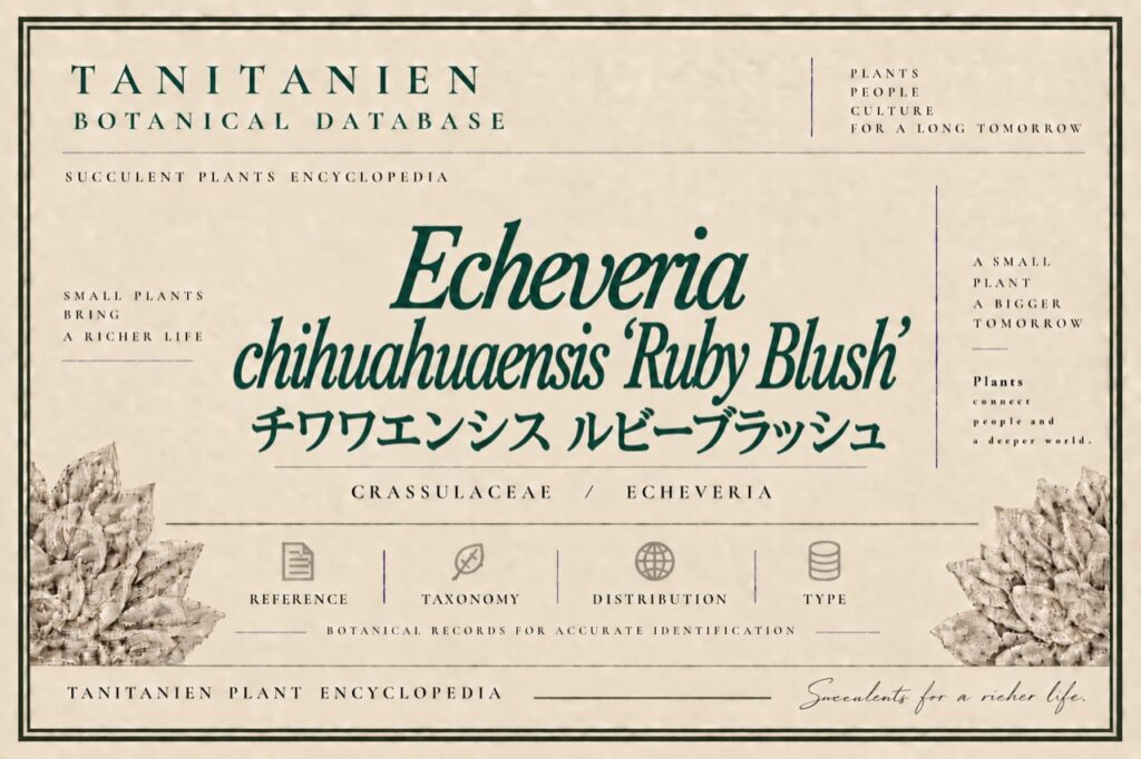 チワワエンシス ルビーブラッシュ（Echeveria chihuahuaensis ‘Ruby Blush’）｜tanitanien植物図鑑
