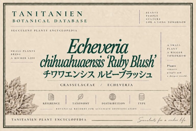チワワエンシス ルビーブラッシュ（Echeveria chihuahuaensis ‘Ruby Blush’）｜tanitanien植物図鑑