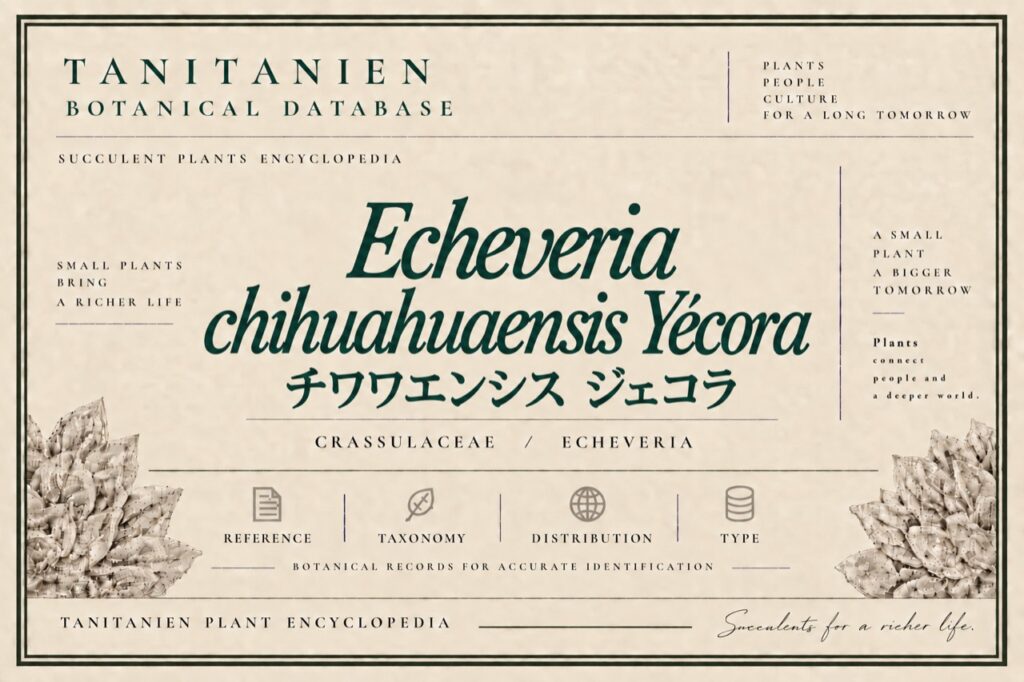 チワワエンシス ジェコラ（Echeveria chihuahuaensis Yecora）｜tanitanien植物図鑑
