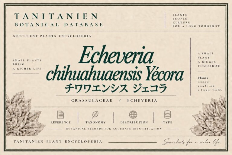 チワワエンシス ジェコラ（Echeveria chihuahuaensis Yecora）｜tanitanien植物図鑑