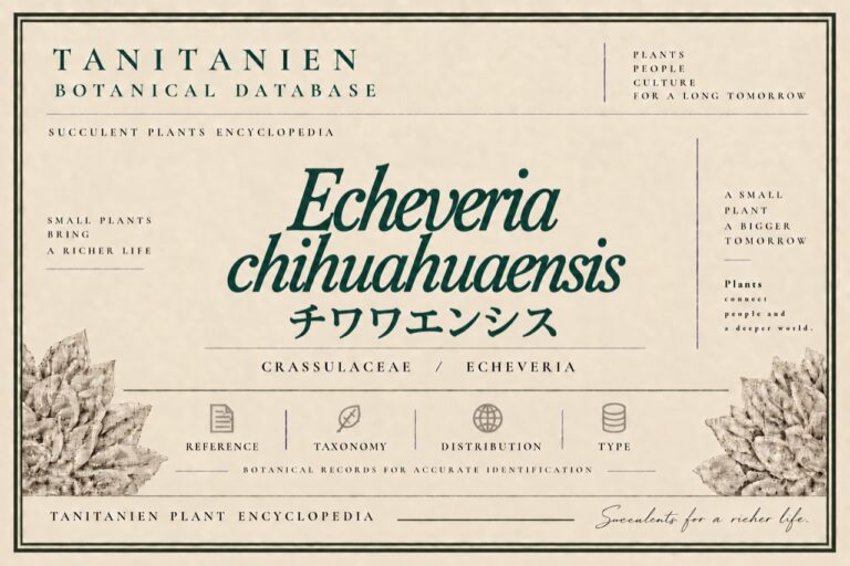 チワワエンシス（Echeveria chihuahuaensis Poelln.）｜tanitanien植物図鑑
