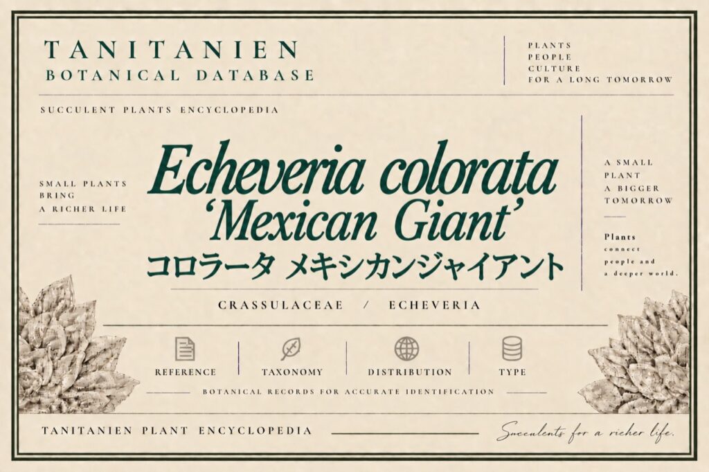 メキシカンジャイアント（Echeveria colorata ‘Mexican Giant’）｜tanitanien植物図鑑