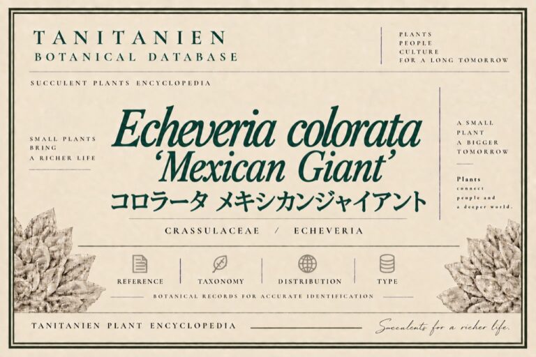 メキシカンジャイアント（Echeveria colorata ‘Mexican Giant’）｜tanitanien植物図鑑