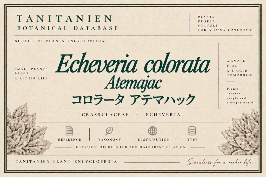 コロラータ アテマハック（Echeveria colorata Atemajac）｜tanitanien植物図鑑