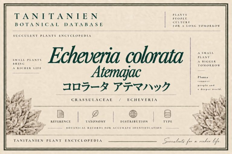 コロラータ アテマハック（Echeveria colorata Atemajac）｜tanitanien植物図鑑