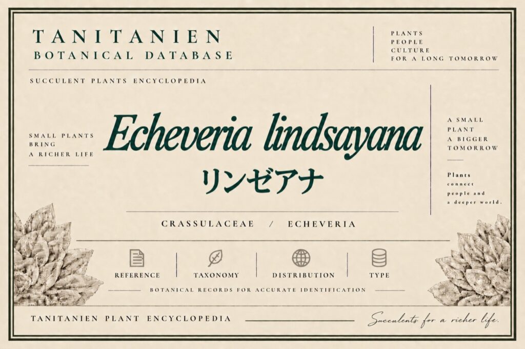 リンゼアナ（Echeveria lindsayana E.Walther）｜tanitanien植物図鑑