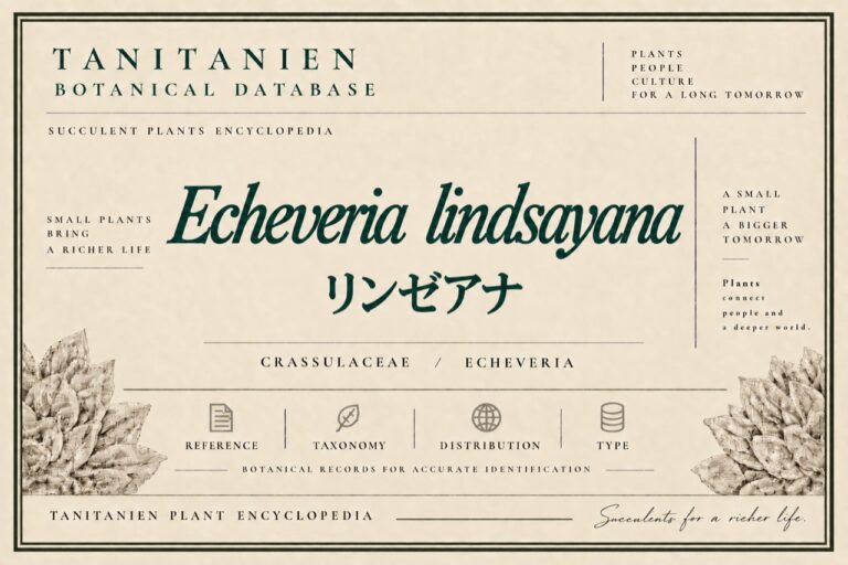 リンゼアナ（Echeveria lindsayana E.Walther）｜tanitanien植物図鑑