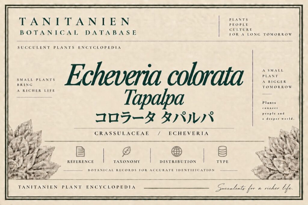 コロラータ タパルパ（Echeveria colorata Tapalpa Typ）｜tanitanien植物図鑑