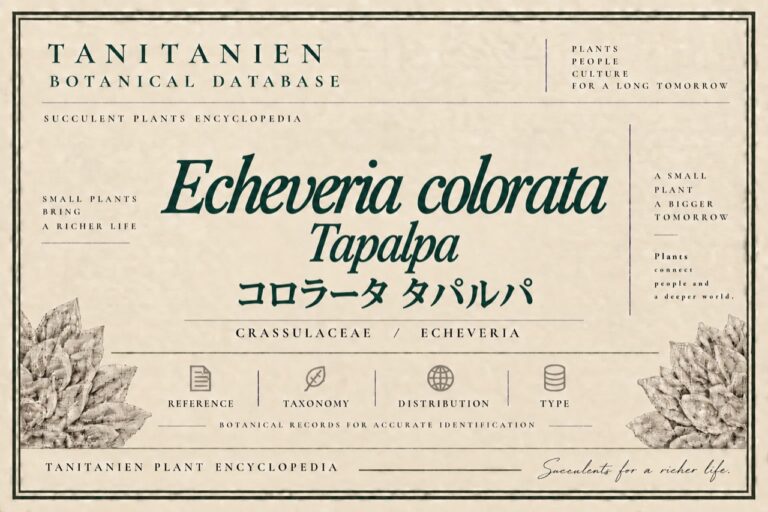 コロラータ タパルパ（Echeveria colorata Tapalpa Typ）｜tanitanien植物図鑑