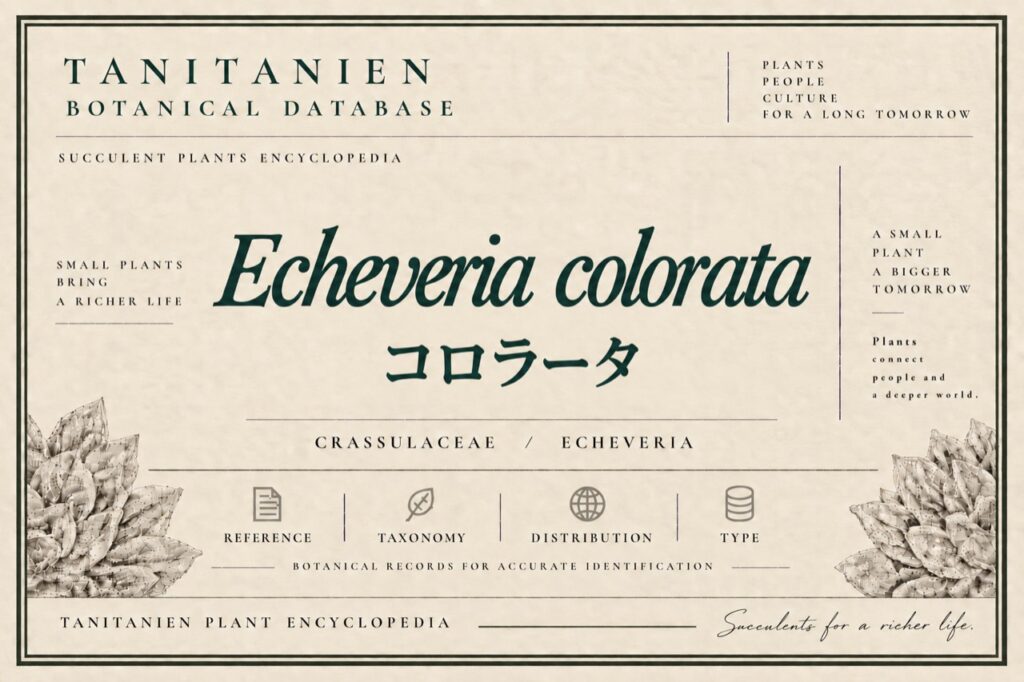 コロラータ（Echeveria colorata E.Walther）｜tanitanien植物図鑑