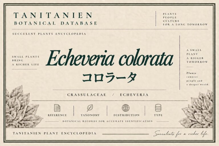 コロラータ（Echeveria colorata E.Walther）｜tanitanien植物図鑑