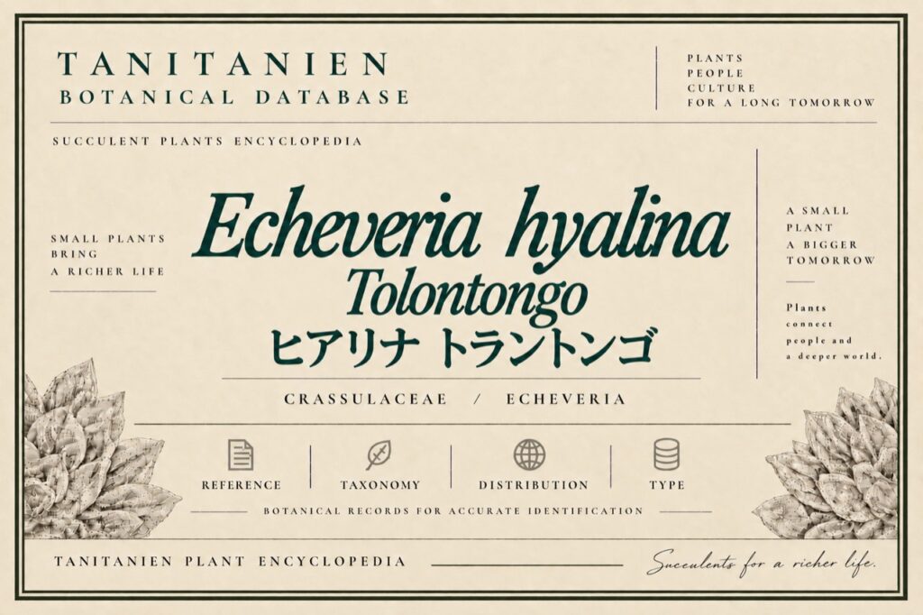ヒアリナ トラントンゴ（Echeveria hyalina Tolontongo）｜tanitanien植物図鑑