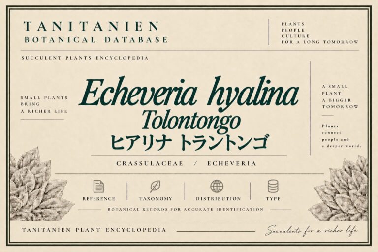 ヒアリナ トラントンゴ（Echeveria hyalina Tolontongo）｜tanitanien植物図鑑