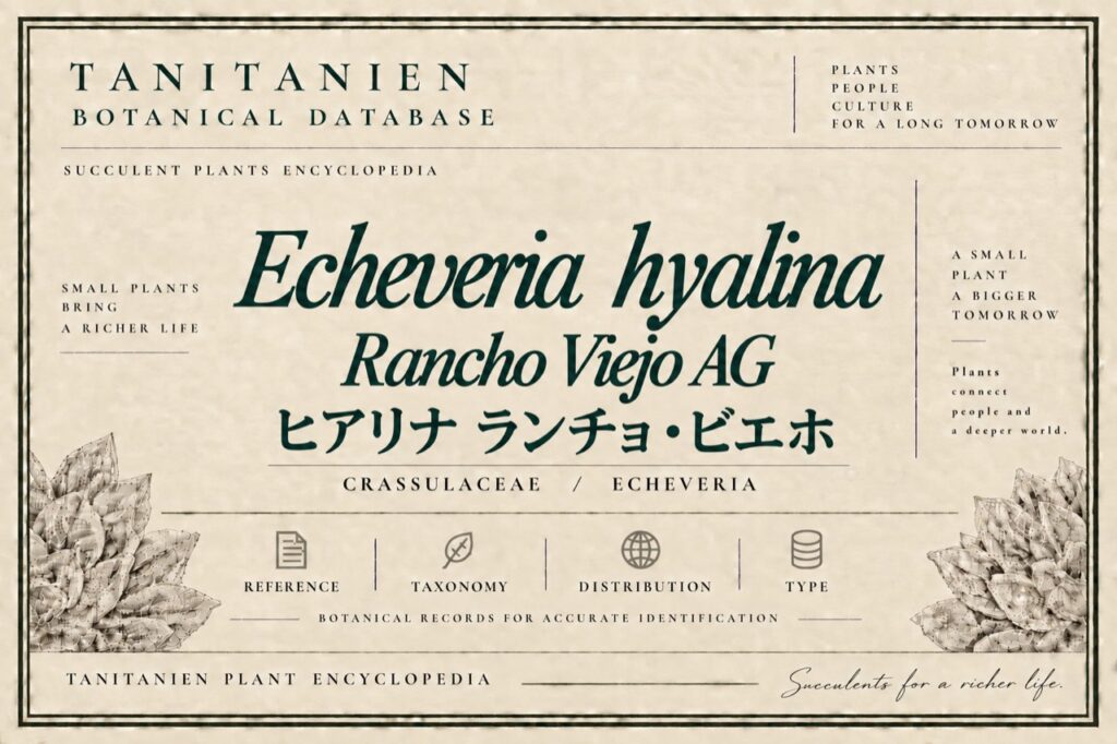 ヒアリナ ランチョ・ビエホ AG（Echeveria hyalina Rancho Viejo AG）｜tanitanien植物図鑑