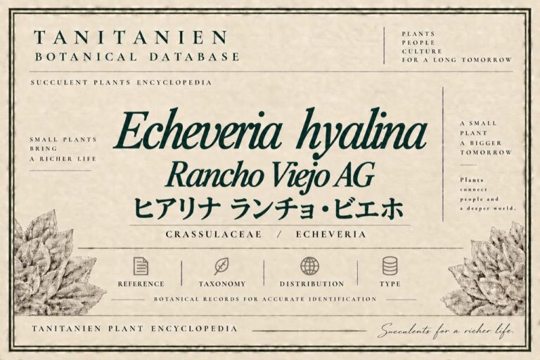 ヒアリナ ランチョ・ビエホ AG（Echeveria hyalina Rancho Viejo AG）｜tanitanien植物図鑑