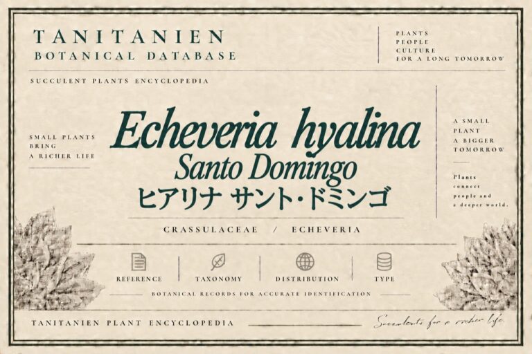 ヒアリナ サント・ドミンゴ（Echeveria hyalina Santo Domingo）｜tanitanien植物図鑑