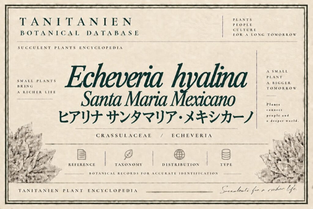 ヒアリナ サンタ・マリア・メキシカーノ（Echeveria hyalina Santa Maria Mexicano）｜tanitanien植物図鑑