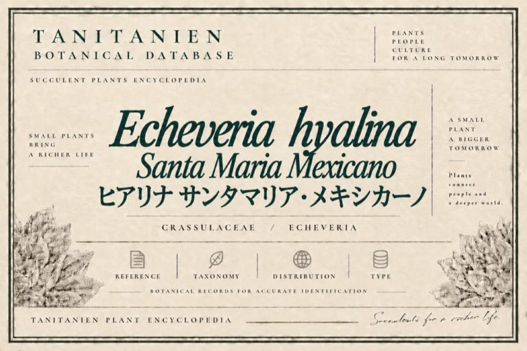 ヒアリナ サンタ・マリア・メキシカーノ（Echeveria hyalina Santa Maria Mexicano）｜tanitanien植物図鑑