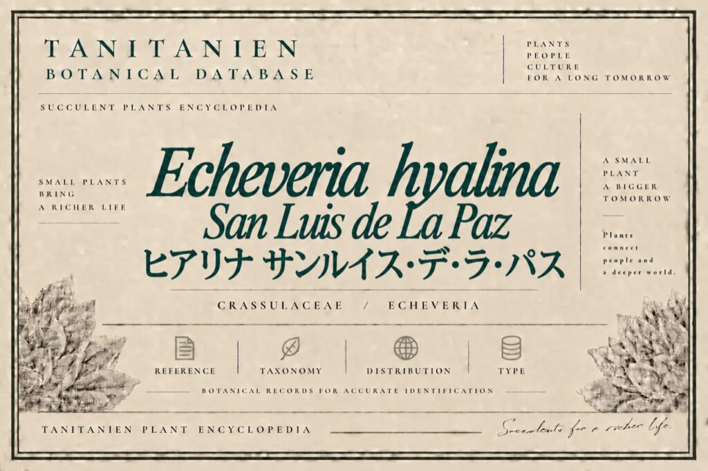 ヒアリナ サン・ルイス・デ・ラ・パス（Echeveria hyalina San Luis de La Paz）｜tanitanien植物図鑑