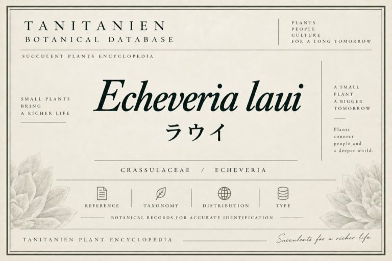 ラウイ（Echeveria laui）｜tanitanien植物図鑑