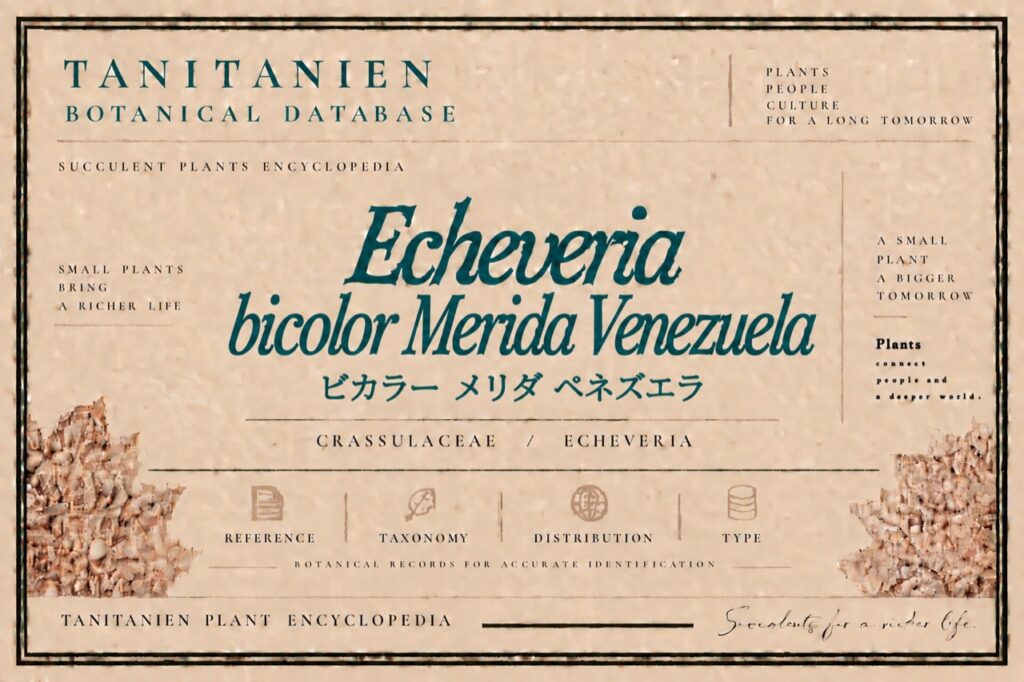 ビカラー メリダ ベネズエラ（Echeveria bicolor Merida Venezuela）｜tanitanien植物図鑑