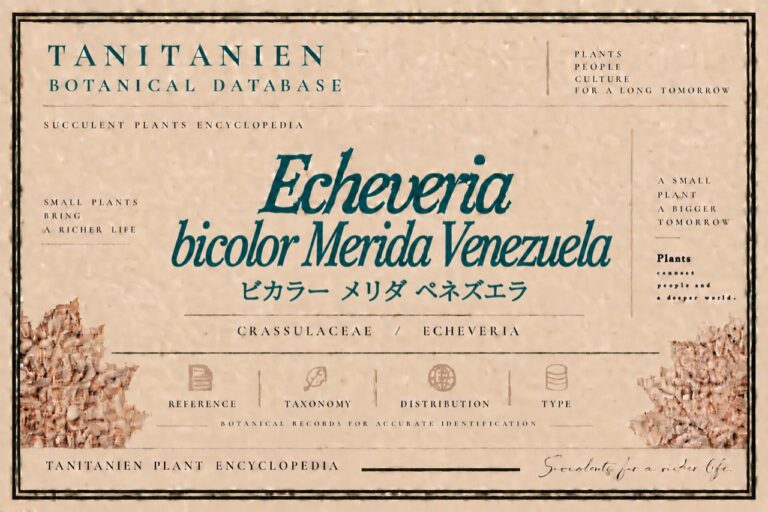 ビカラー メリダ ベネズエラ（Echeveria bicolor Merida Venezuela）｜tanitanien植物図鑑