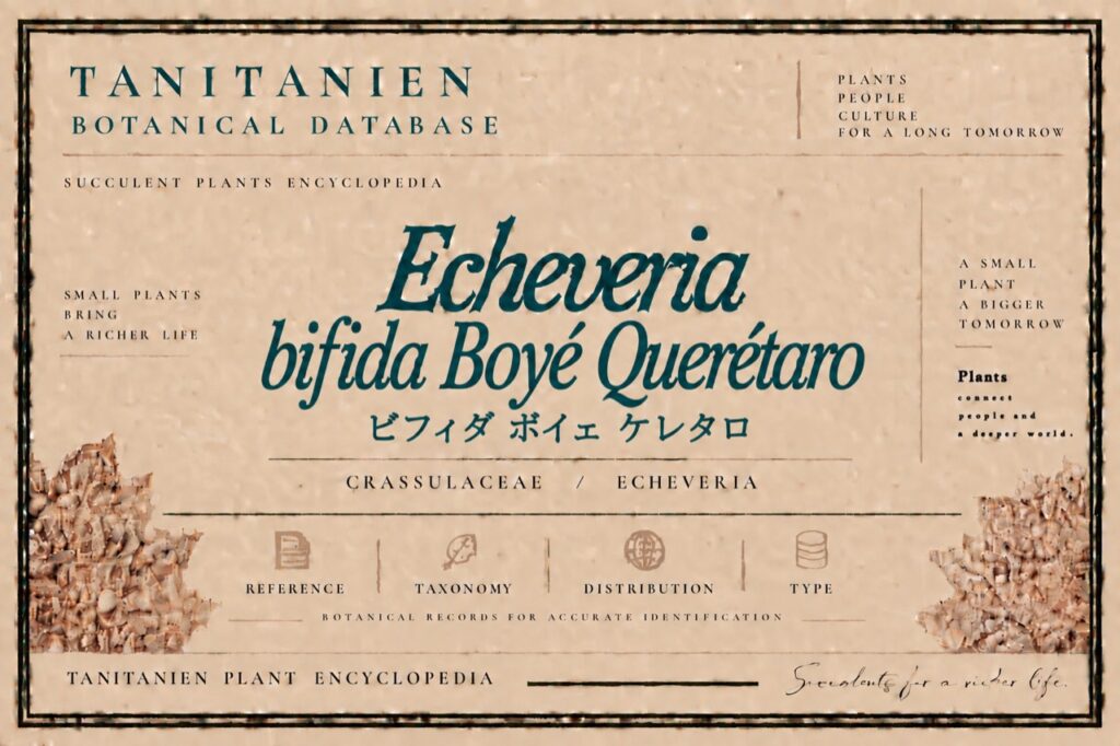 ビフィダ ボイェ ケレタロ（Echeveria bifida Boye Queretaro）｜tanitanien植物図鑑