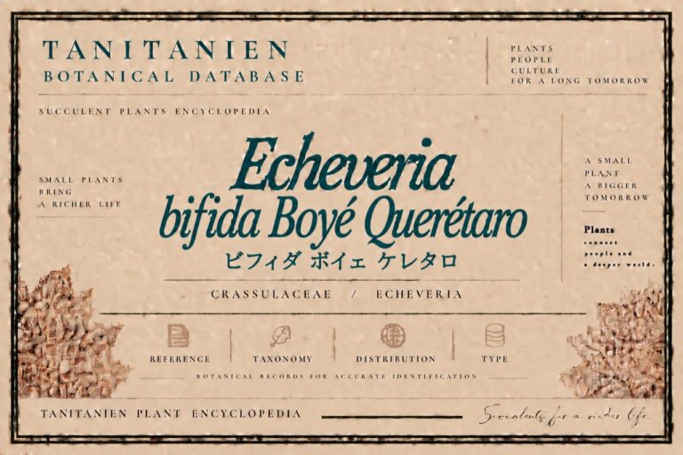 ビフィダ ボイェ ケレタロ（Echeveria bifida Boye Queretaro）｜tanitanien植物図鑑