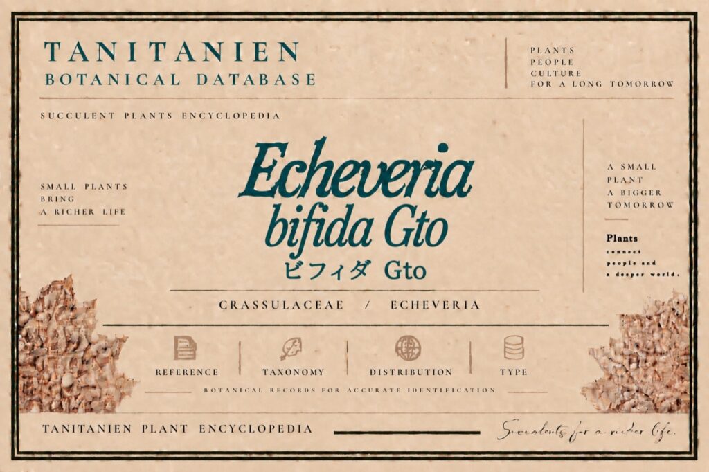 ビフィダ Gto（Echeveria bifida Gto）｜tanitanien植物図鑑