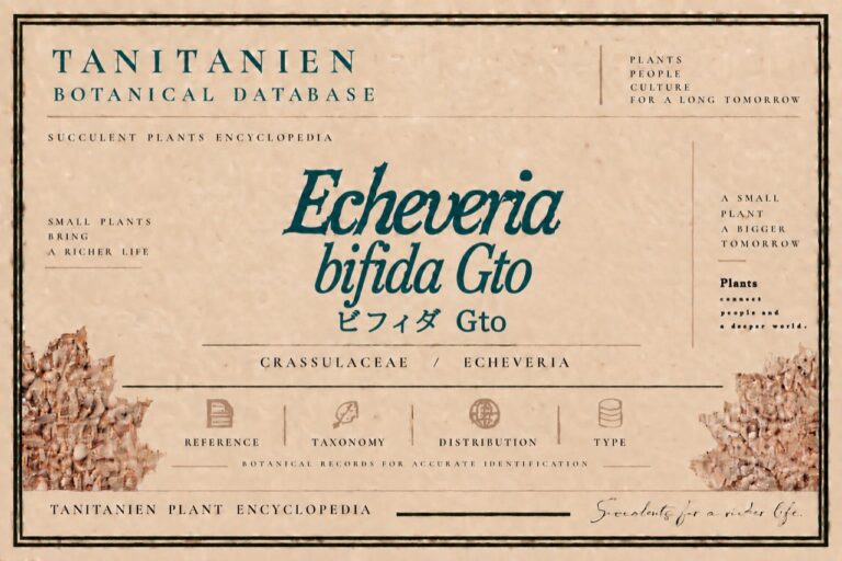 ビフィダ Gto（Echeveria bifida Gto）｜tanitanien植物図鑑