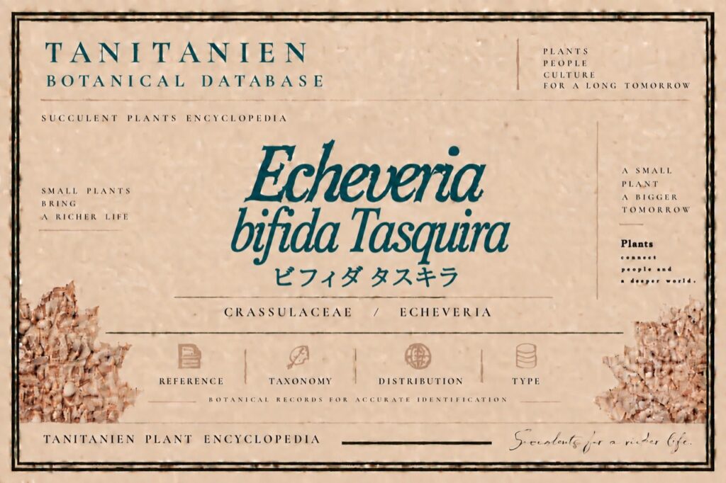 ビフィダ タスキラ（Echeveria bifida Tasquila）｜tanitanien植物図鑑