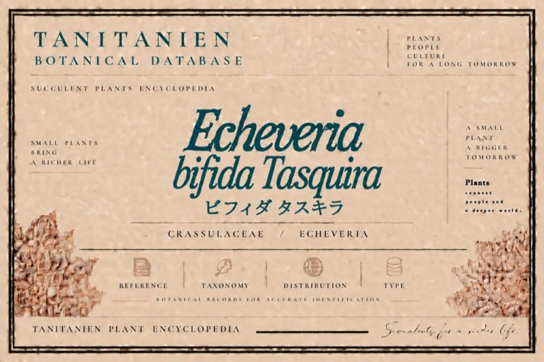 ビフィダ タスキラ（Echeveria bifida Tasquila）｜tanitanien植物図鑑