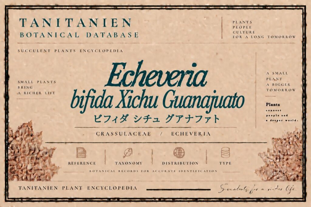 ビフィダ シチュ グアナファト(Echeveria bifida Xichu Guanajato)|tanitanien植物図鑑