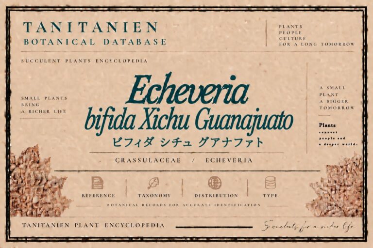 ビフィダ シチュ グアナファト（Echeveria bifida Xichu Guanajato）｜tanitanien植物図鑑