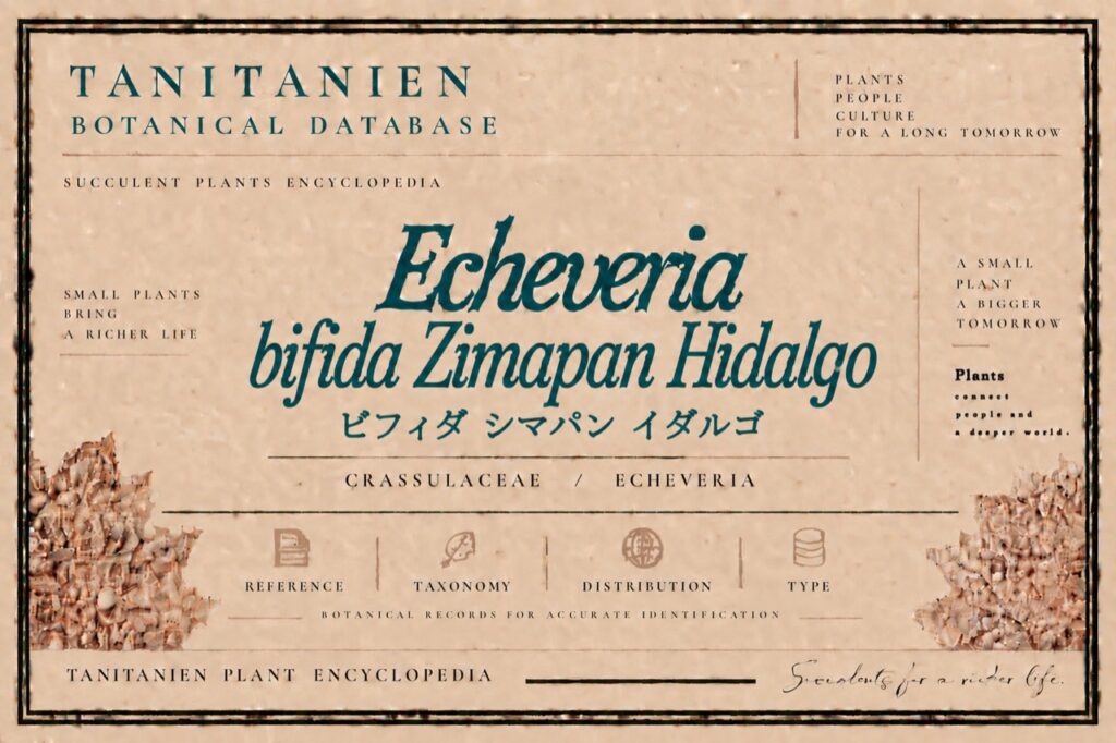 ビフィダ シマパン イダルゴ(Echeveria bifida Zimapan Hidalgo)|tanitanien植物図鑑